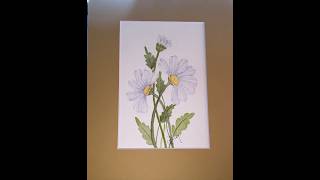 Everything's Coming Up Daisies!  White Ones!