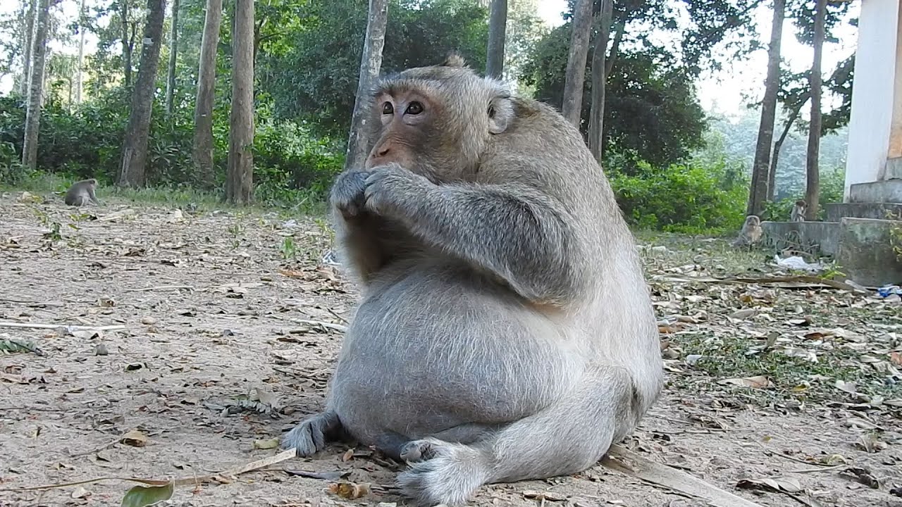 Fat Charlie look around find food at evening, Charlie like very hungry picking up the waste of food.