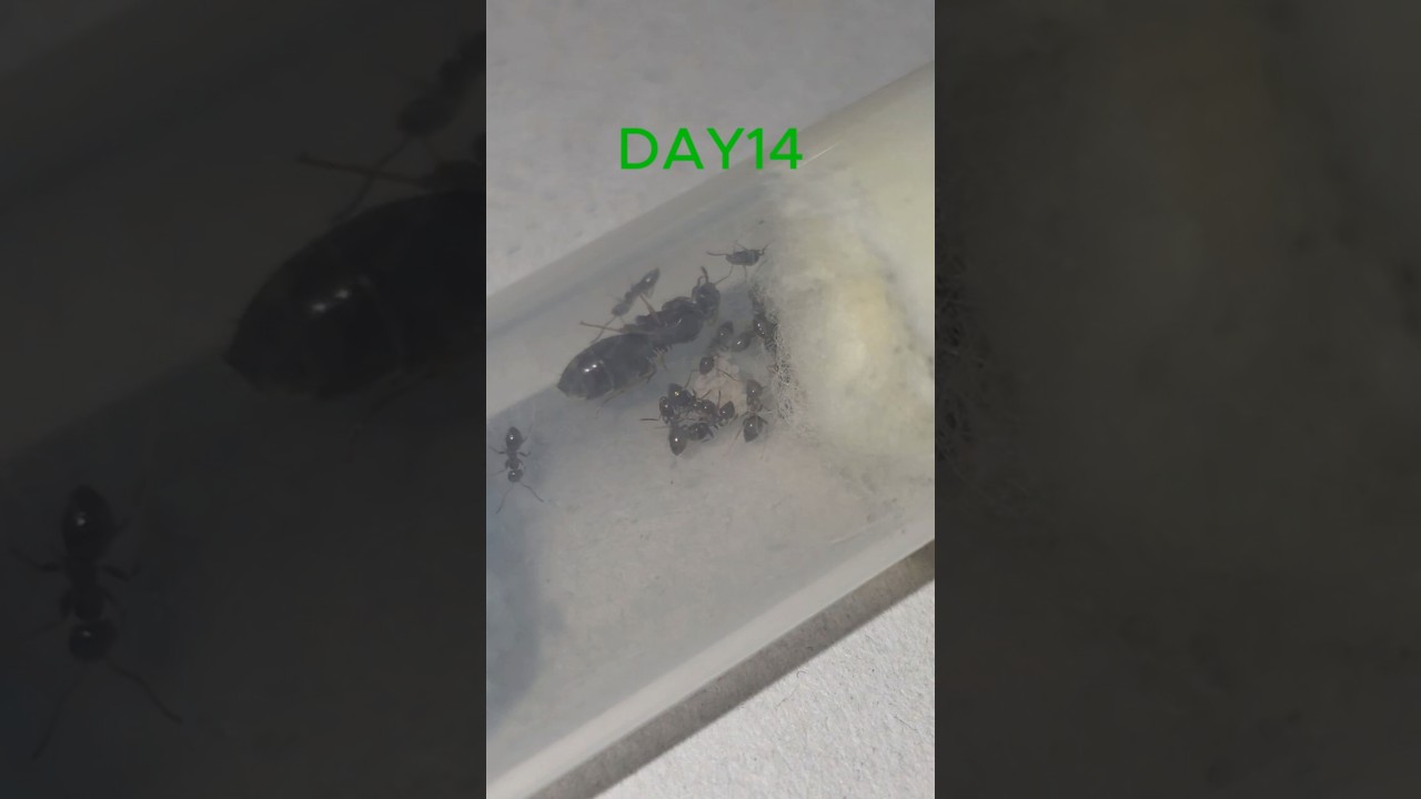 Day 14 Ant Colony 🐜 The Busy Life Inside the Tube