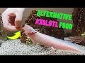 Axolotls food alternative