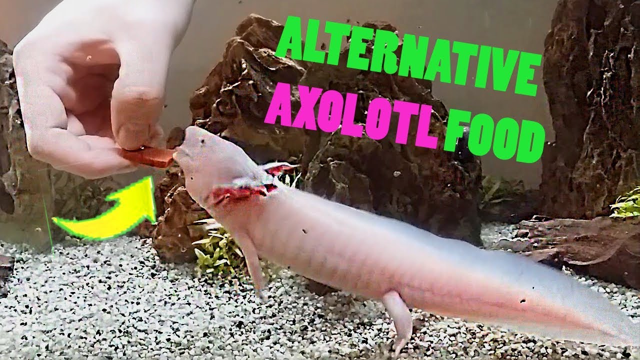 Axolotls food alternative 