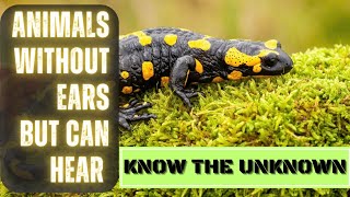 Animals Without ears|Animals without ears but can hear|how do animals Hear without Ears|