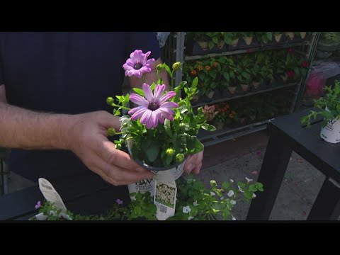 Video: Annuella växter i sydväst – Årliga blommor för sydvästra stater