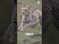 Cheetahs Non Retractable Claws Are The Secret To High Speed Hunts рџђ рџ Ё Animalbehavior Animals Cheetahs Non Retractable Claws Are The Secret To High Speed Hunts рџђ рџ Ё Animalbehavior Animals