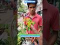 Shower of Gold or Rain Of Gold Galphimia Variety plant #shorts #price