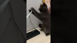 KUMPULAN KELAKUAN RANDOM LUCU KUCING #cat #shorts #kucinglucu