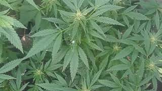 Outdoor Girl Scout Cookies