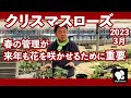 クリスマスローズ 春の管理ついて 2023　◆横山園芸 公式◆　【2023】