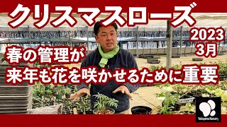 Christmas Rose Spring Care 2023 ◇Yokoyama Gardening Official