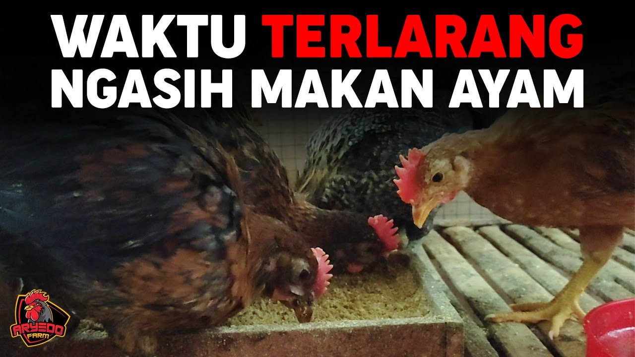 HATI HATI‼️Inilah Waktu TERLARANG Kasih Makan Ayam