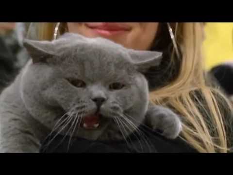 Videó: A Brit Macskák Fülesek?