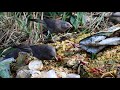 jungle babbler feeding on leftover