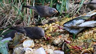 jungle babbler feeding on leftover