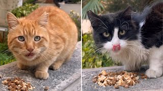 Shy Street Cats of the City Feeding Day and Night 4K