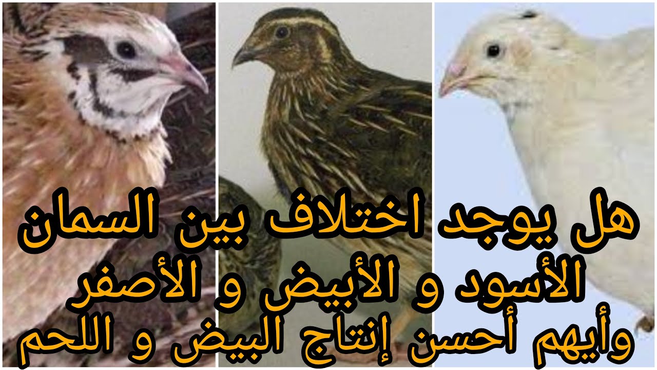 هل يوجد اختلاف بين السمان الأبيض والأسود و الاصفر؟ و أيهم أحسن إنتاج البيض و اللحم؟