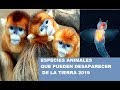 ESPECIES ANIMALES QUE PUEDEN DESAPARECER DE LA TIERRA 2019