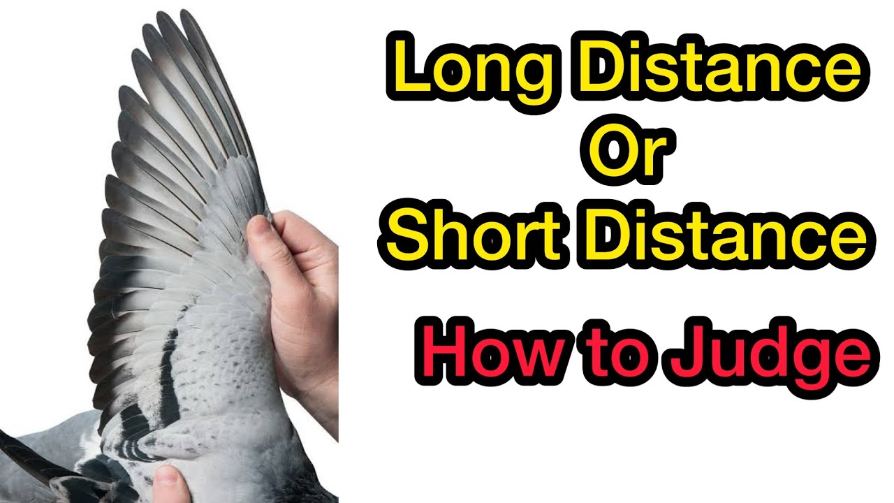 Is this a Long or Short Distance Bloodline of Racing Pigeon | Ache Kabootar ki Pehchan Part 4