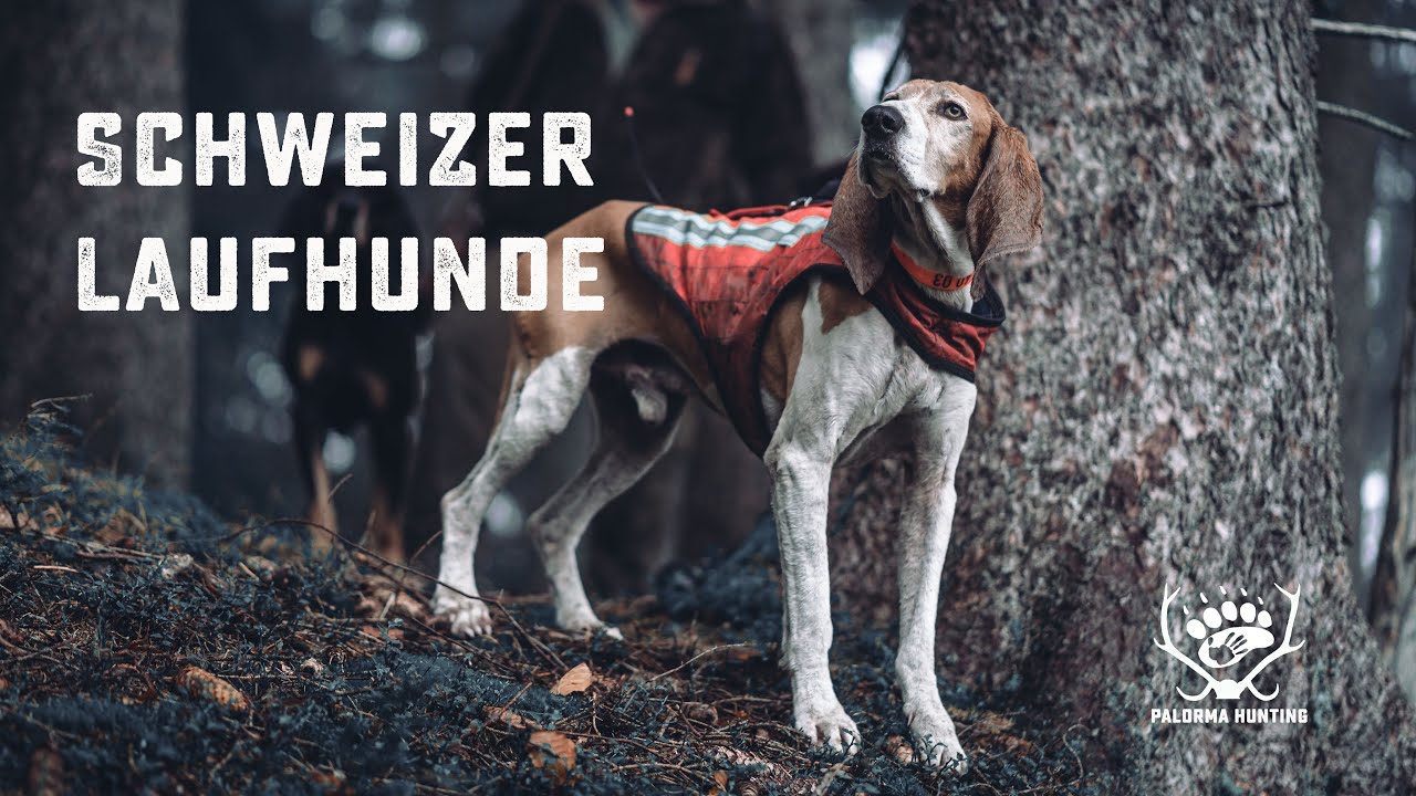Der Schweizer Laufhund | Le chien courant suisse | Il segugio svizero | The Swiss hound dog