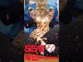 最高にカワイイ猫の日常#大谷翔平 #cat #ねこ #猫のいる暮らし #ドジャーズ #ネコ#short #にゃんこ #猫 #猫のいる生活 #癒し#猫動画 #保護猫#大谷翔平ホームラン