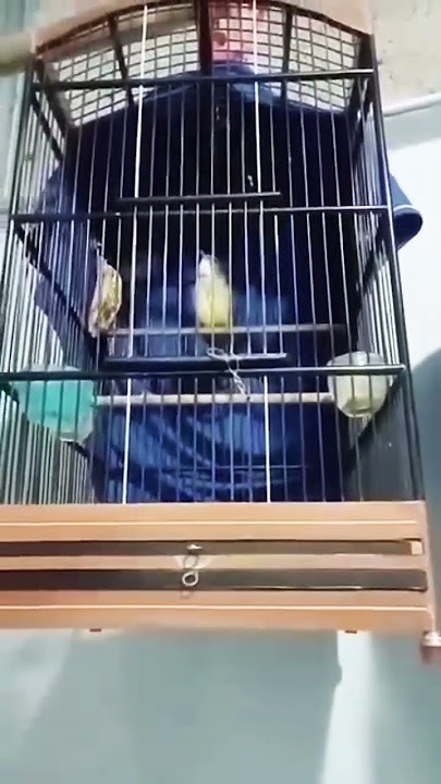 Terapi air cucak jenggot