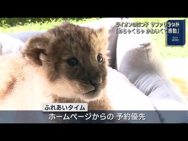 山口】秋吉台サファリランド ライオンの赤ちゃん公開 - YouTube