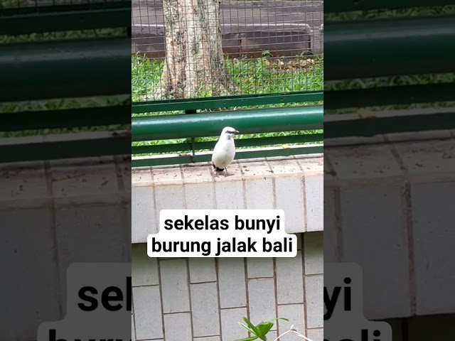 jalak bali bunyi gacor di aviary tmii jakarta #burung #jalak #kicaumania #jalakbali #aviary class=