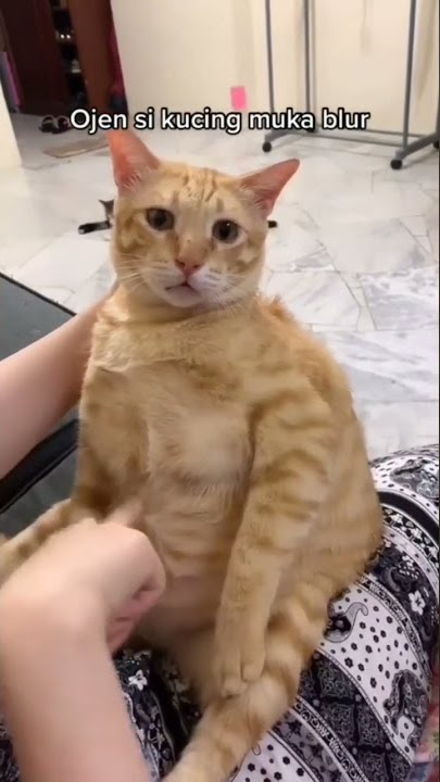 Ndut Ndut Ndut si kucing gendut 🐈