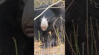 Sloth Bear - Moyar Road, Masinagudi