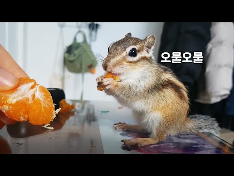 먹을 거 앞에서는 절대 타협이 없는 다람쥐