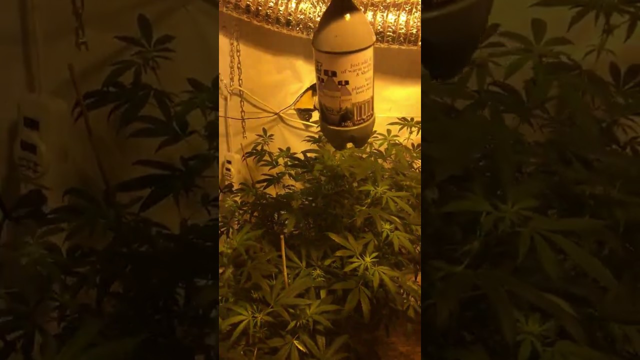 Almost time for deleafing Cannabis at 2 weeks into flower