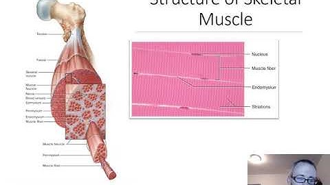 Lecture 5 Skeletal Muscle Physiology