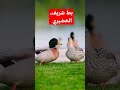 البط الخضيري الشريف البري الب ر ك ه Mallaerd Duck Shorts Instagram Butiful Egypt Exploring Wand 