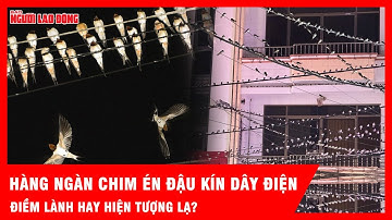 Hàng ngàn chim én đậu kín dây điện ở Cần Thơ: Ngành chức năng lý giải như thế nào? | Tin tức