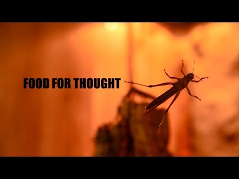 Food For Thought Short Documentary