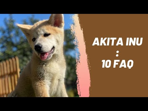Akita Inu 10 Most Common Questions