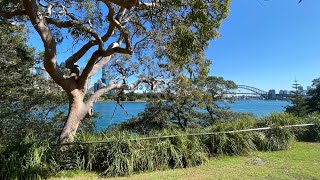 Gum Trees of the Sydney region