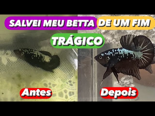 Peixe no fundo do aquário: 6 razões por que isso acontece - Agrosete