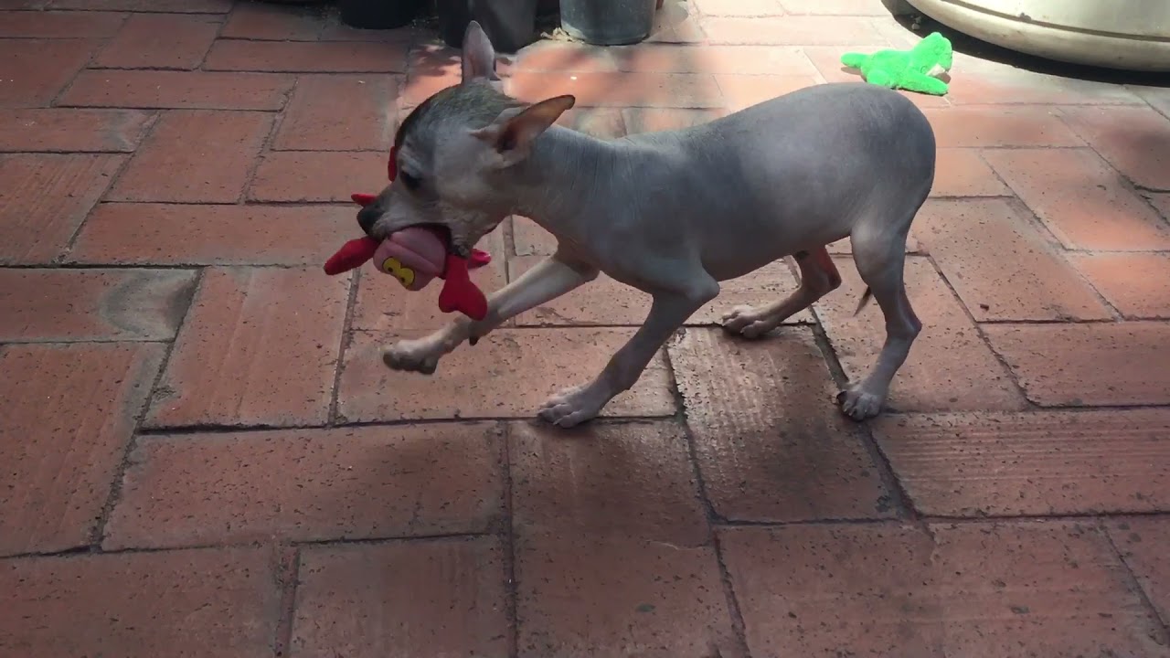 Are Xoloitzcuintli Puppies Lazy
