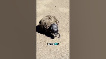 The Celestial navigator: Dung Beetle #wildlife #animals #nature #facts