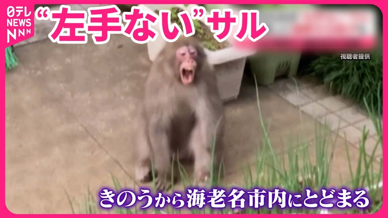 左手ない”サル】15日も出没 民家で庭のダイコン引き抜き去る 神奈川