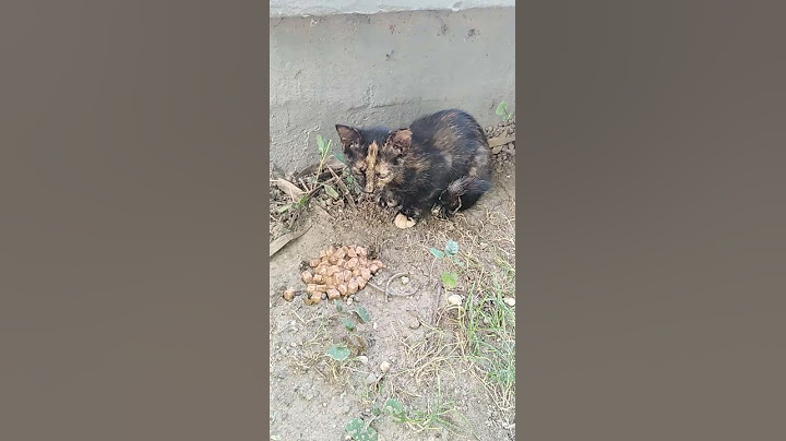 Našao sam malo i gladno mače na ulici, udomio sam ga i nahranio
