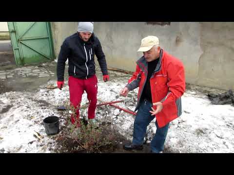 ნერგების დარგვა ზამთარში