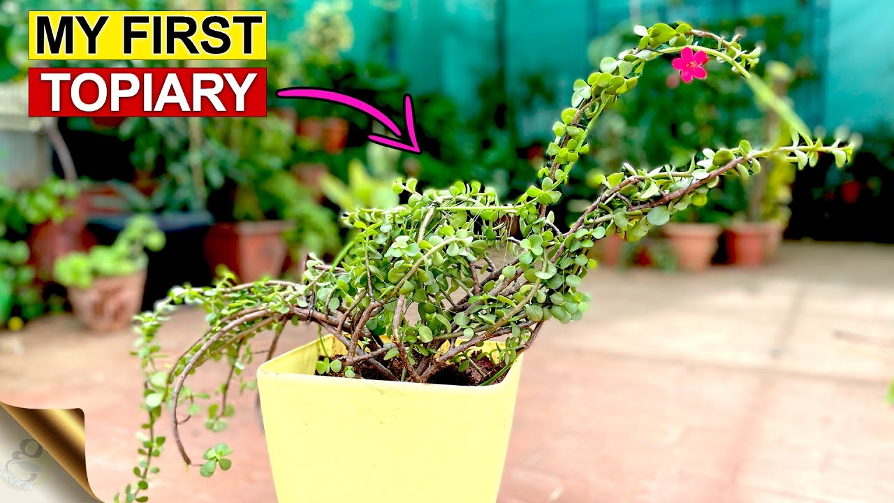 EASY DIY JADE PLANT TOPIARY IDEA FOR YOUR GARDEN   MY FIRST TOPIARY
