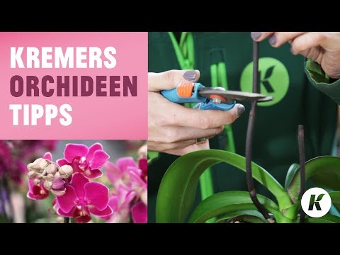 Video: Wie Man Einen Orchideenblütenstiel Beschneidet