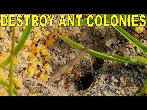 تصویری: آیا بایگون مورچه ها را می کشد؟