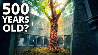 Ancient Yew tree at the Irish Abbey