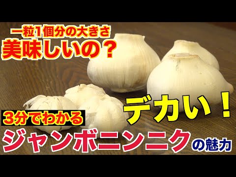 大きすぎる『ジャンボニンニク』ってどんな味？美味しいの？？