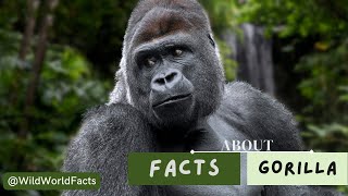 Gorillas | Black Giants ( 4K 2160p ) | WILD FACTS