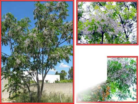 Lớp 4 - Phân môn: Tập làm văn - Bài: Luyện tập miêu tả các bộ phận của cây cối (Tuần 23 - 02/4/2020)