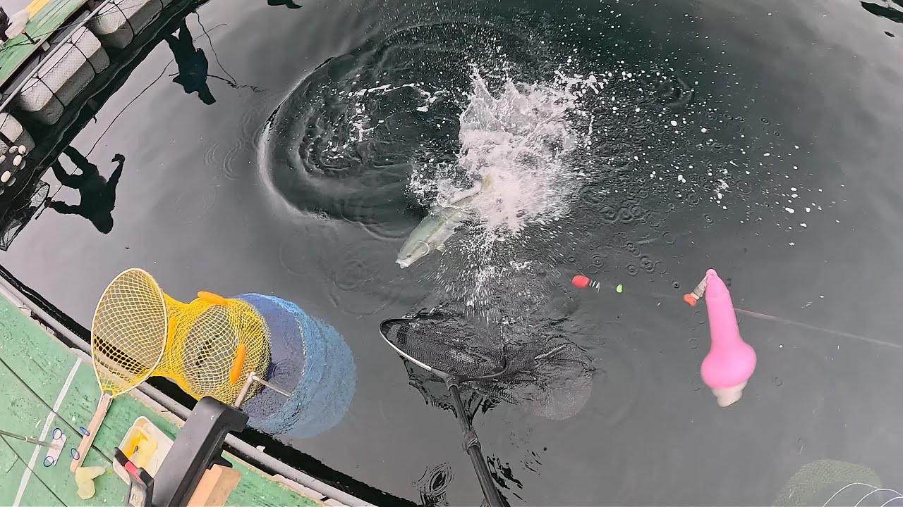 フィッシングランド日向 - Fishing Land Hiruga - 2025/10/22 - Vd1